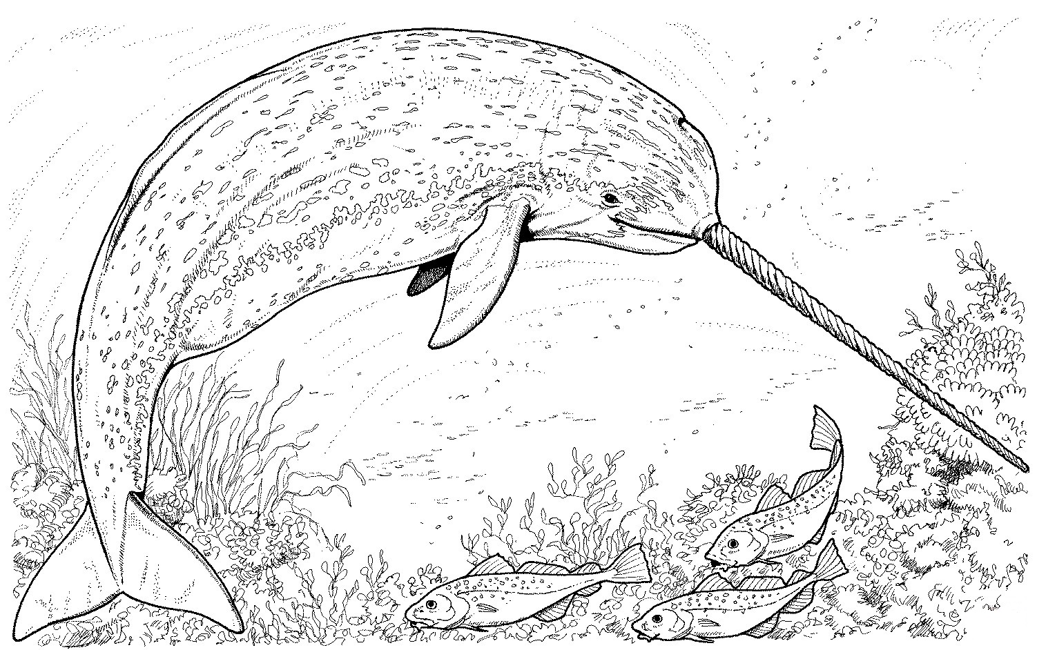 Narwhal coloring pages