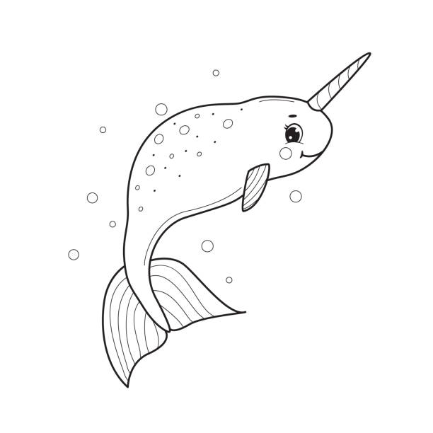 Drawing of the narwhal coloring pages stock illustrations royalty