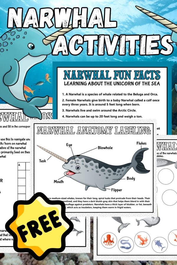 Narwhal fun facts activities for kids