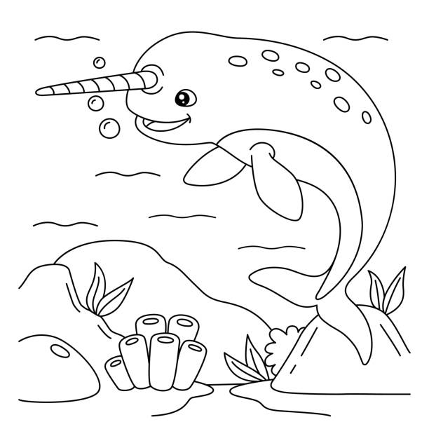 Narwhal coloring pages stock illustrations royalty