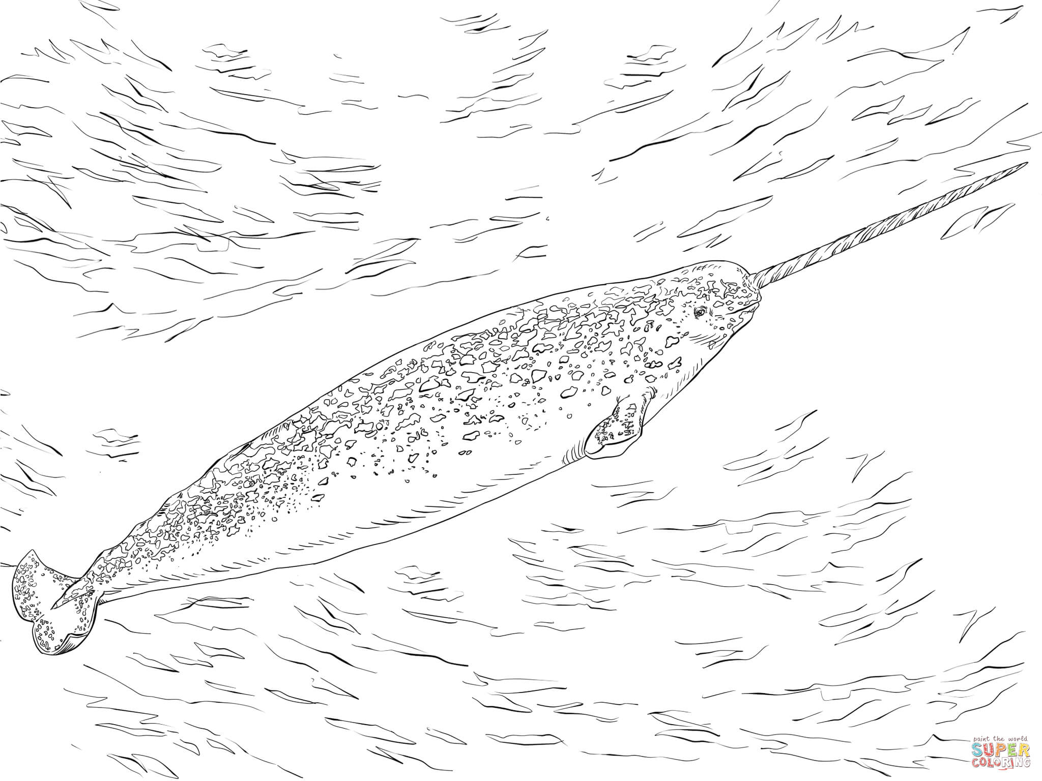 Narwhale coloring page free printable coloring pages