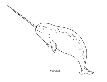 Narwhal coloring page by mama draw it tpt