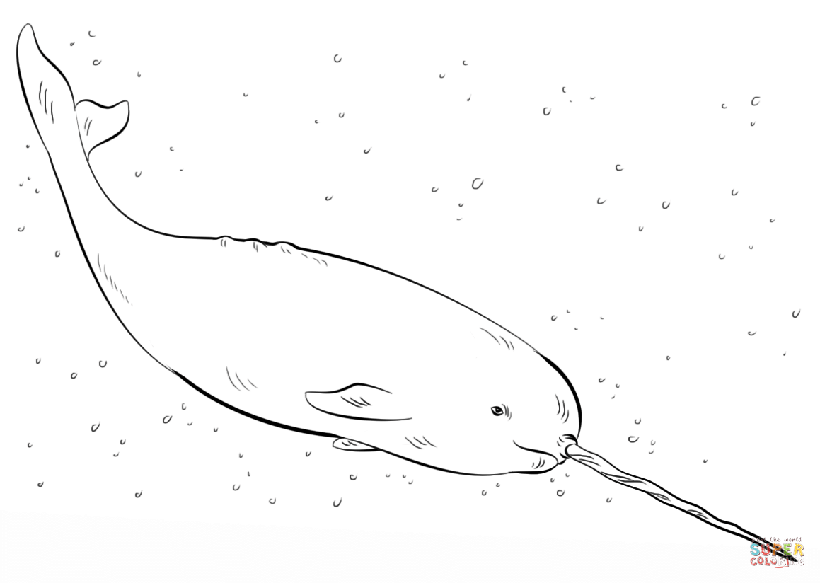 Narwhal coloring page free printable coloring pages