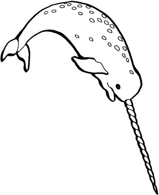 Ancient narwhal drawing