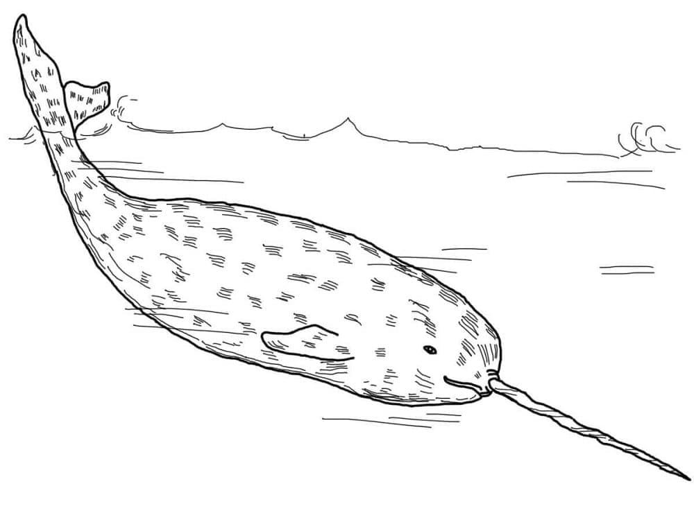 Swimming narwhal coloring page