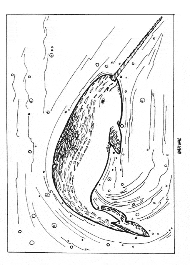 Narwhal coloring page