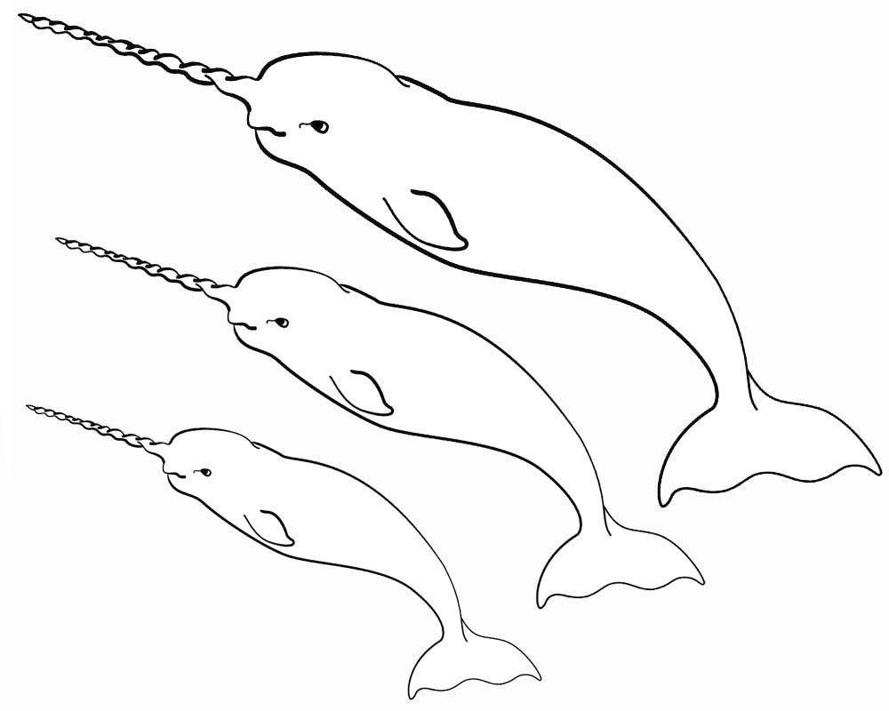 Narwhal coloring pages