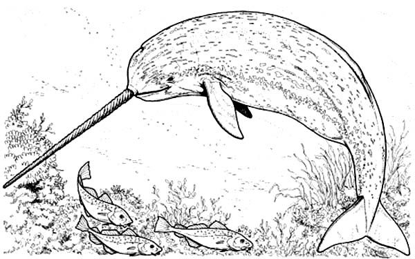 Picture of narwhal coloring page