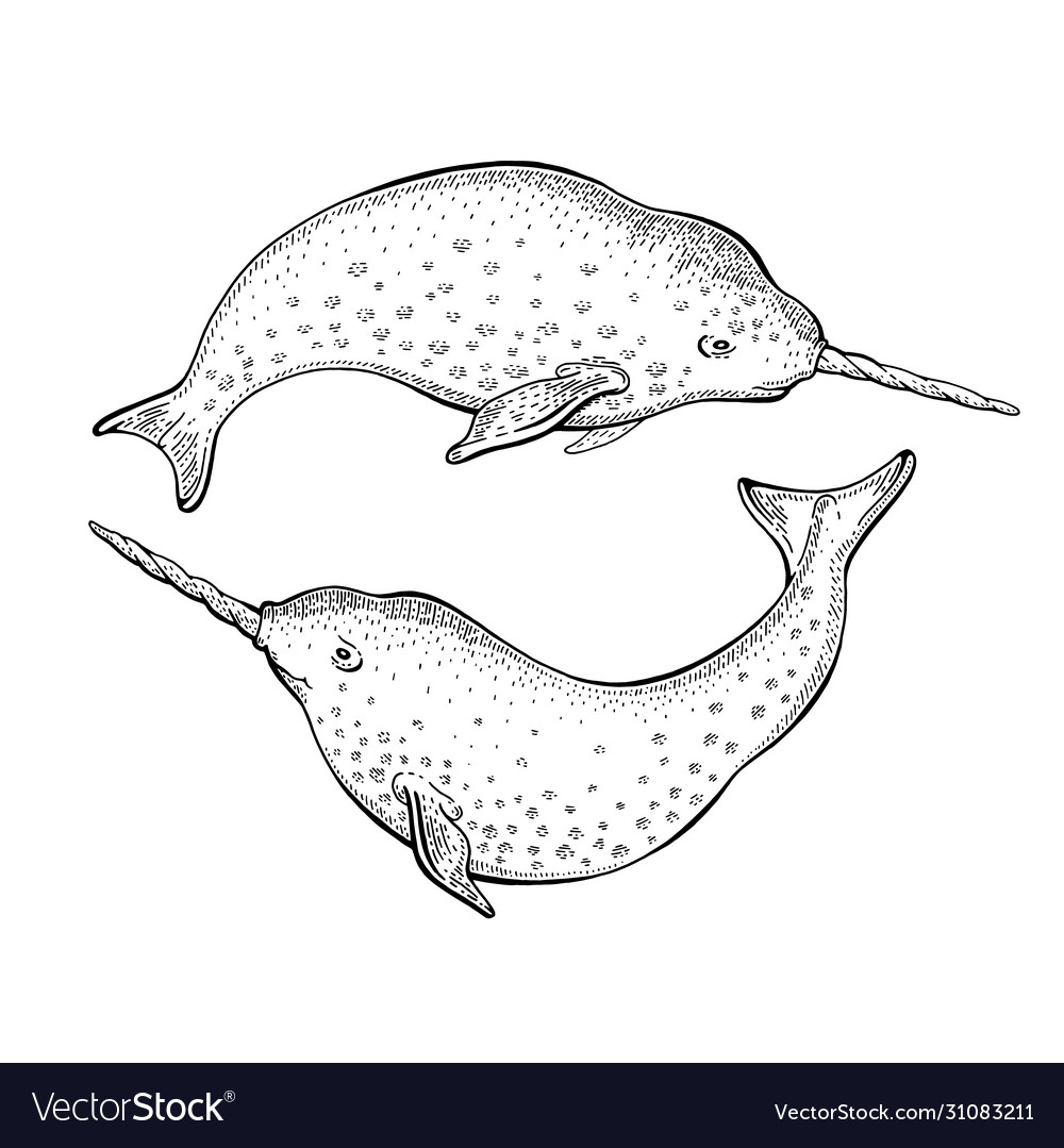 Narwhal unicorn sketch cute whale cartoon vector image