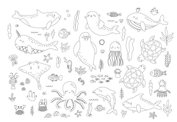 Narwhal coloring pages drawing stock illustrations royalty