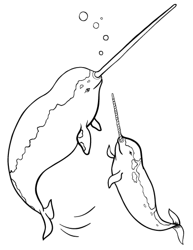 Free narwhal coloring page