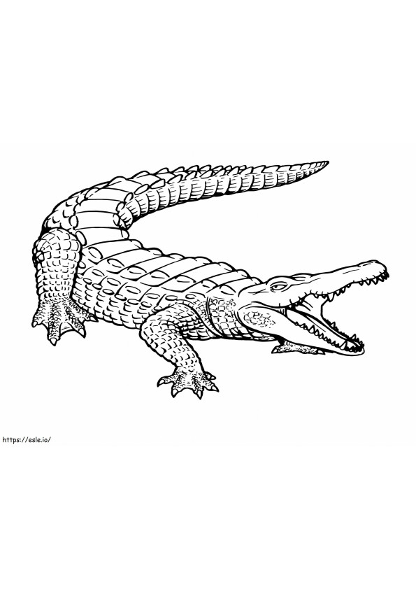 Basic crocodile scaled coloring page