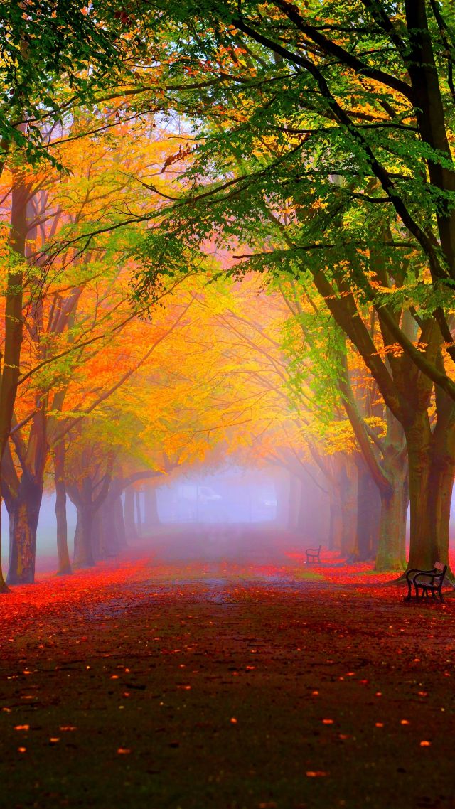 Wallpaper park k k wallpaper k autumn beautiful leaves trees nature