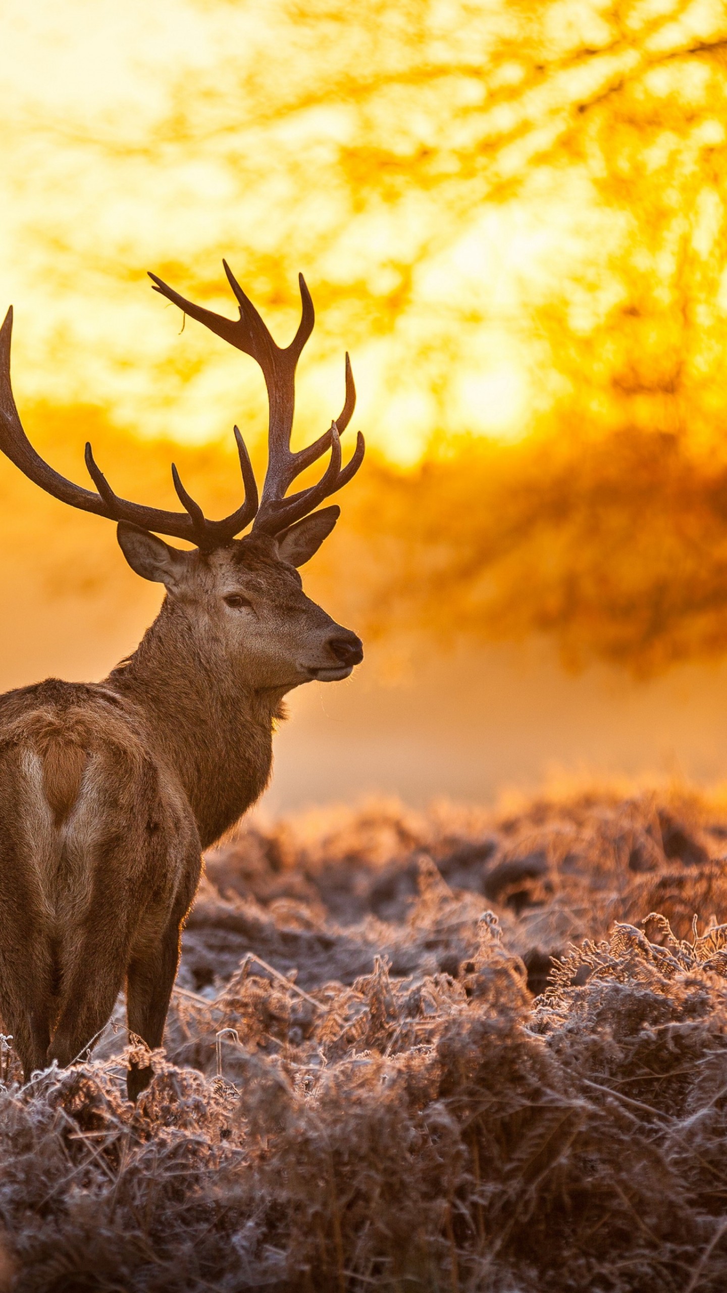 Wallpaper deer k hd wallpaper wild sun yellow nature winter os