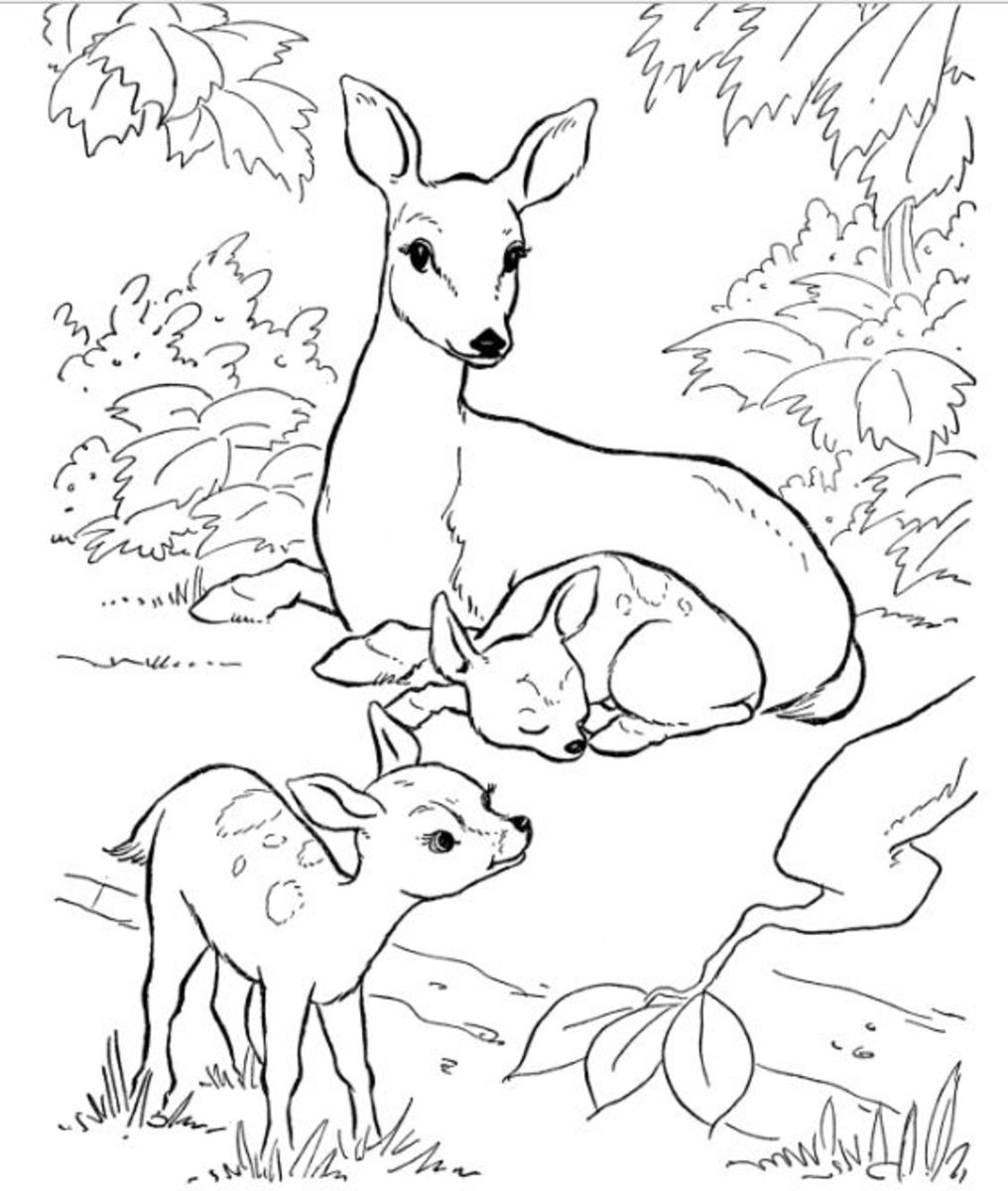 Backyard animals and nature coloring books free coloring pages