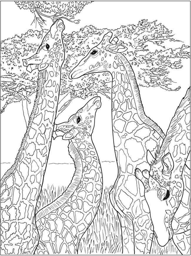 Creative haven beautiful nature designs coloring book