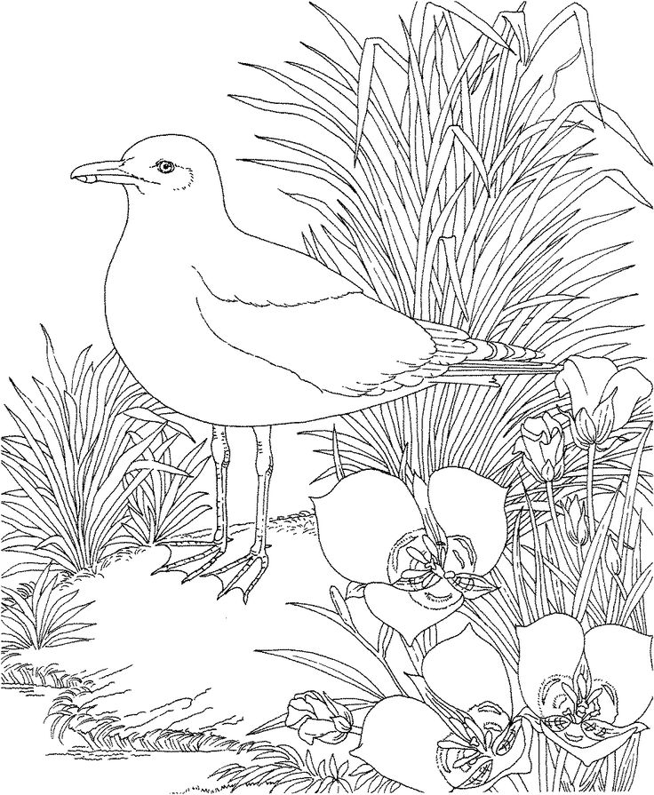 Coloring page birds and plants utah ut state bird and flower state bird seagull staâ bird coloring pages printable flower coloring pages garden coloring pages