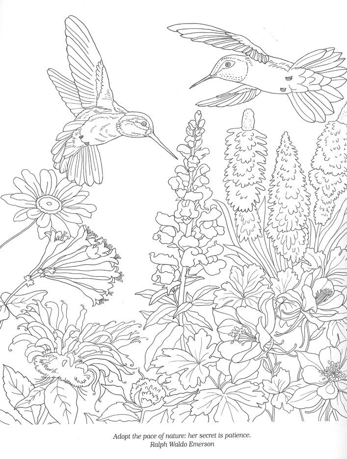 Wonders of nature coloring art printable coloring pages coloring pages doodle coloring