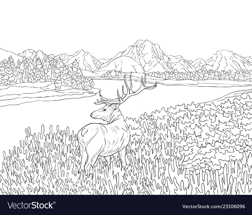 Adult coloring bookpage a nature landscape vector image