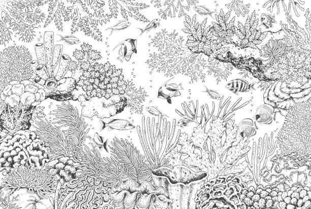 Adult coloring pages nature stock photos pictures royalty