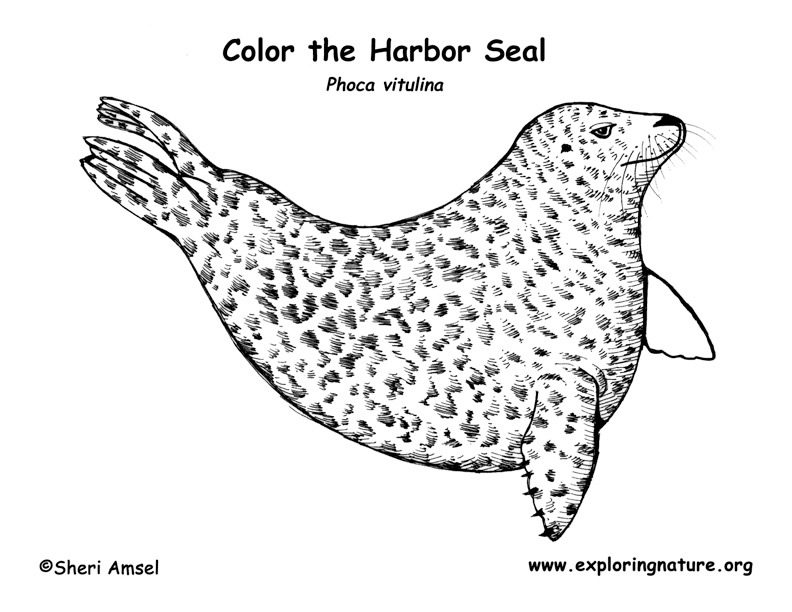 Seal harbor coloring page