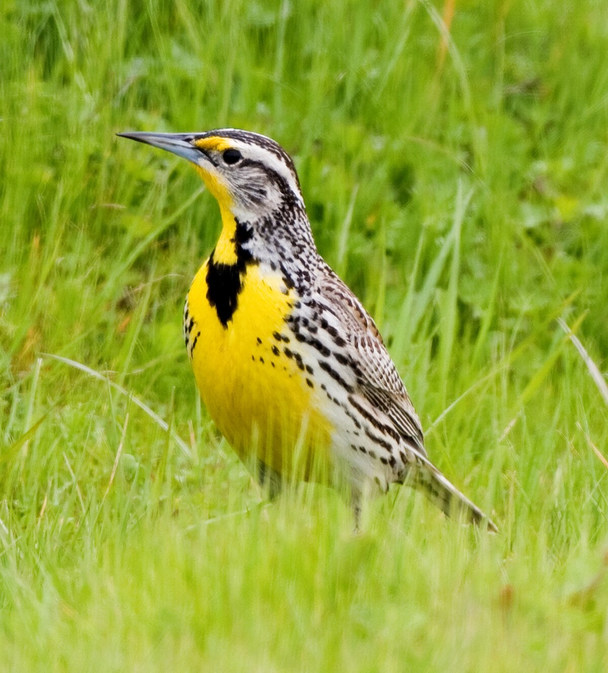 List of birds of nebraska