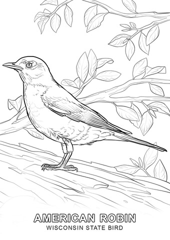 Wisconsin state bird coloring page free printable coloring pages