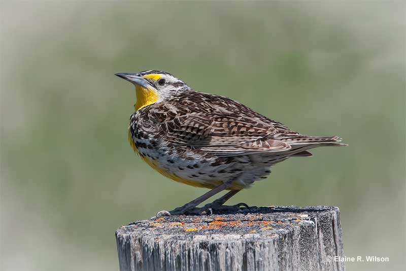 Nebraska state bird â western meadowlark history id guide