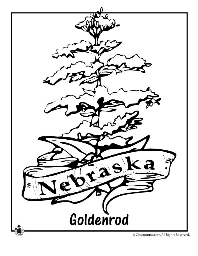 State flower coloring pages nebraska state flower coloring page â classroom jr flower coloring pages adult coloring flowers coloring pages