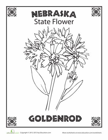 Nebraska state flower worksheet education nebraska state nebraska coloring pages