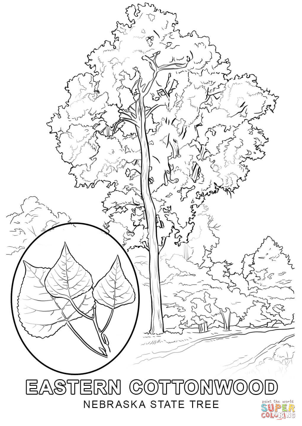 Nebraska state tree coloring page free printable coloring pages