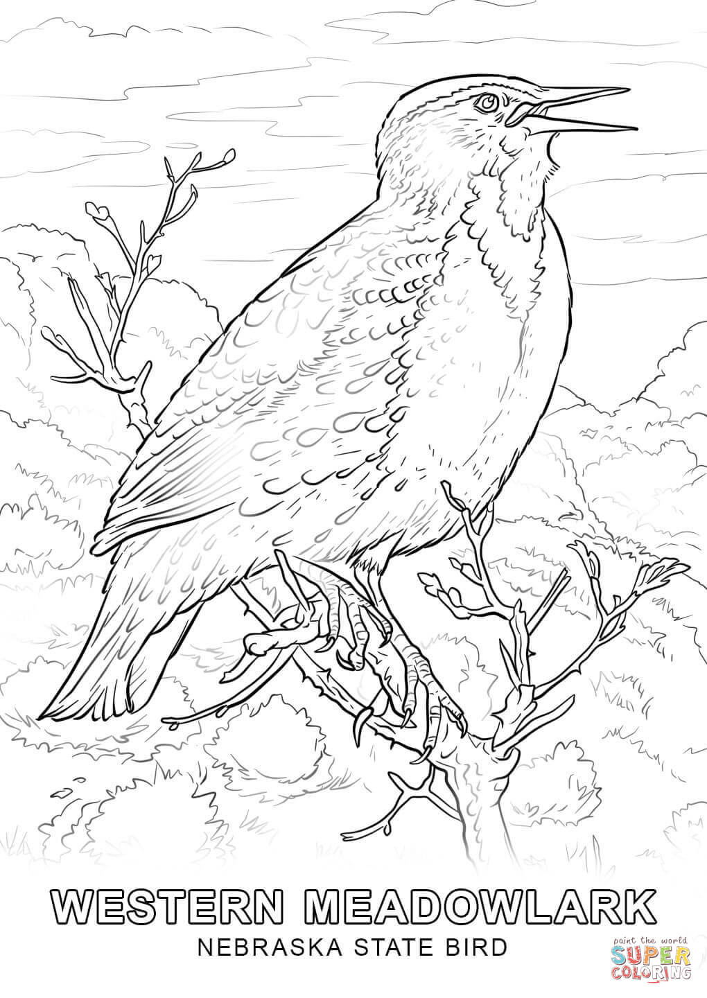 Nebraska state bird coloring page free printable coloring pages