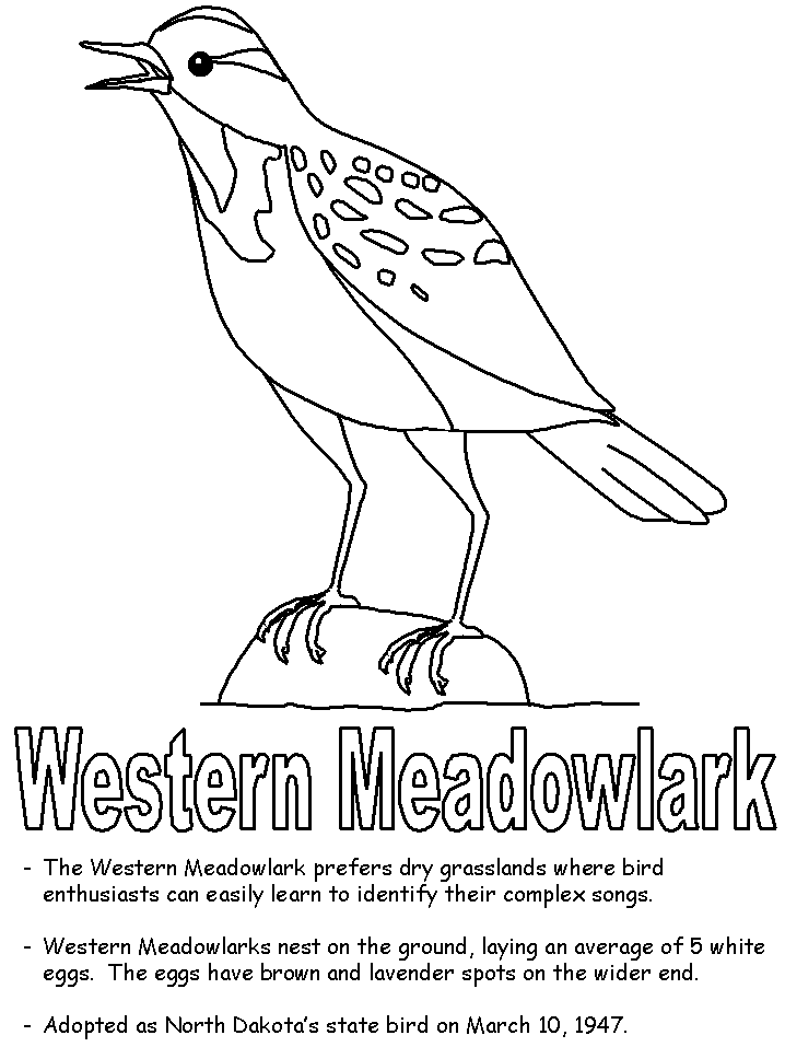 Western meadowlark coloring page