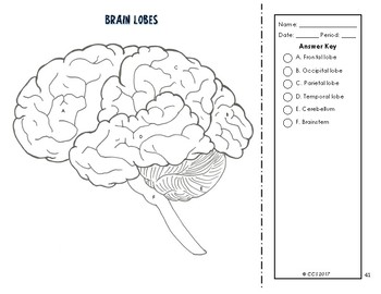 Nervous endocrine system coloring by the science connection tpt