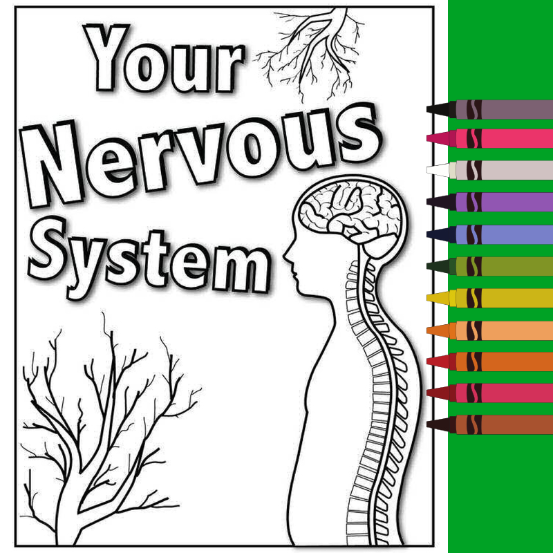 Your nervous system coloring book