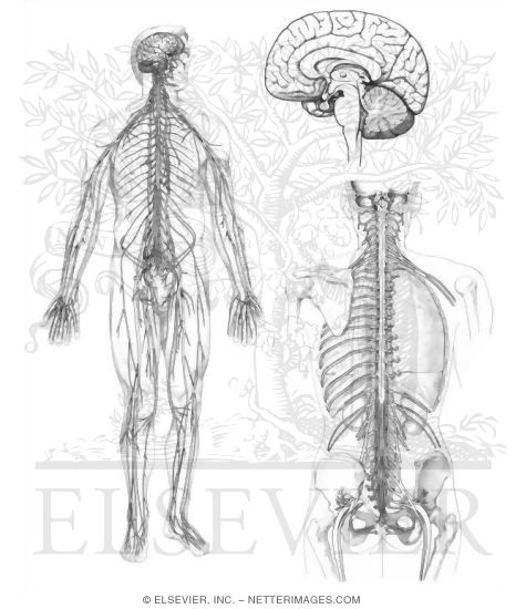 Nervous system