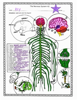 The human nervous system coloring and labeling activity by biology buff