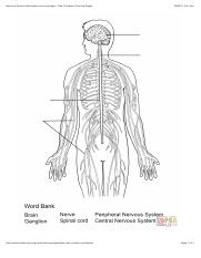 Nervous system worksheet coloring page free printable coloring pagespdf