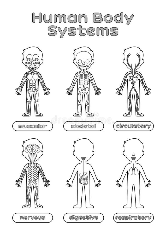 Nervous system kids stock illustrations â nervous system kids stock illustrations vectors clipart