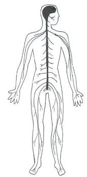 Nervous system for kids