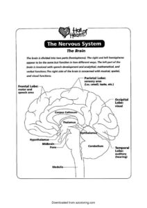 Nervous system coloring page