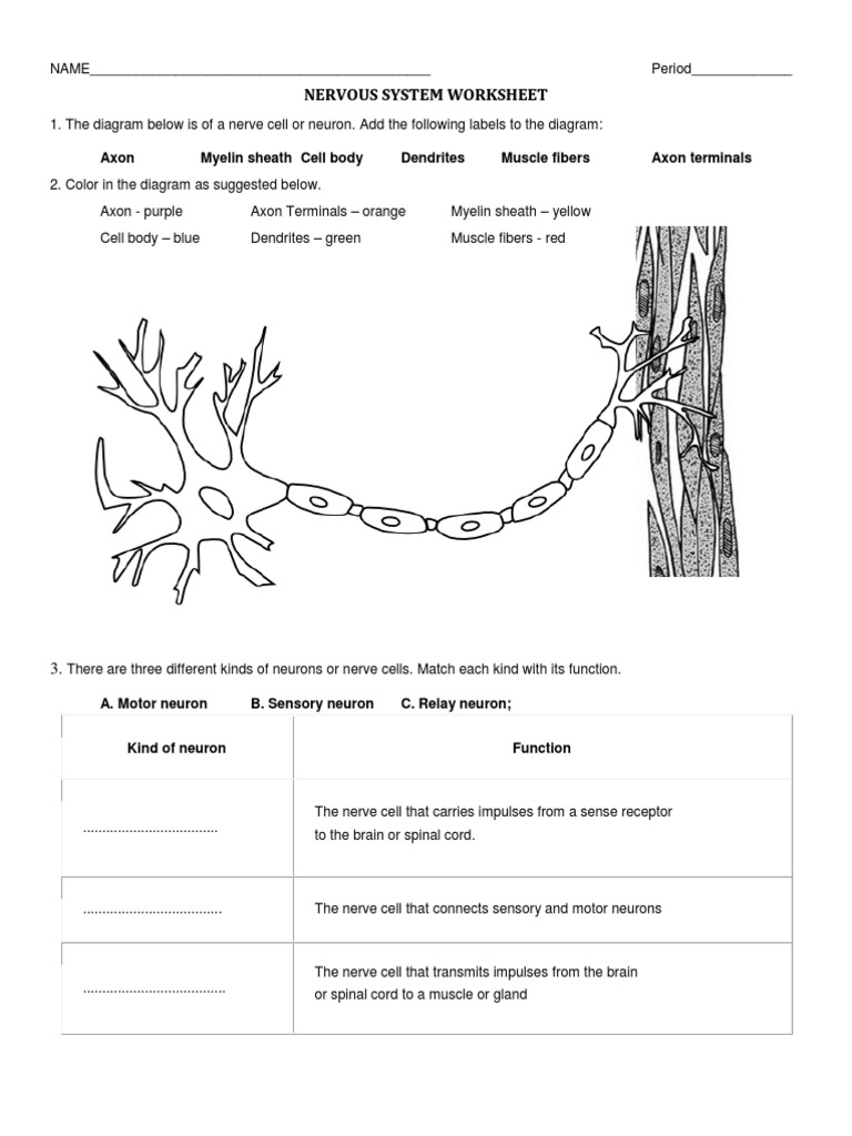 Nervous system worksheet pdf neuron axon