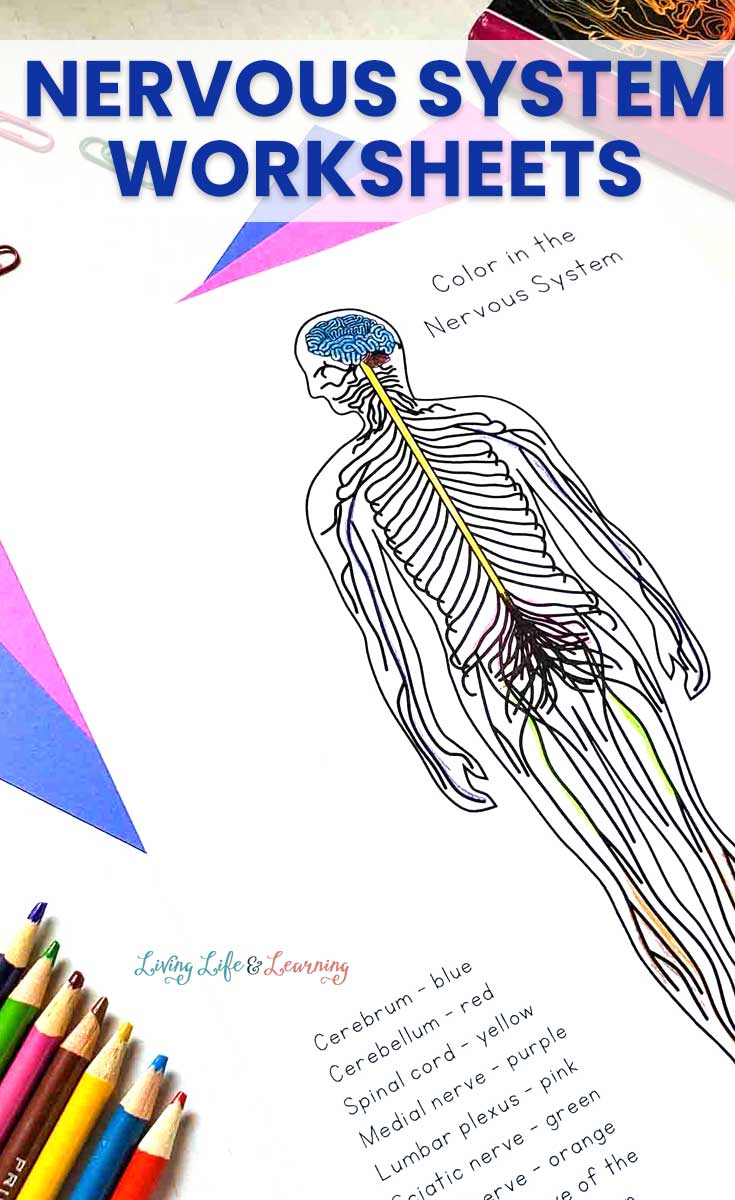 Nervous system worksheets for kids