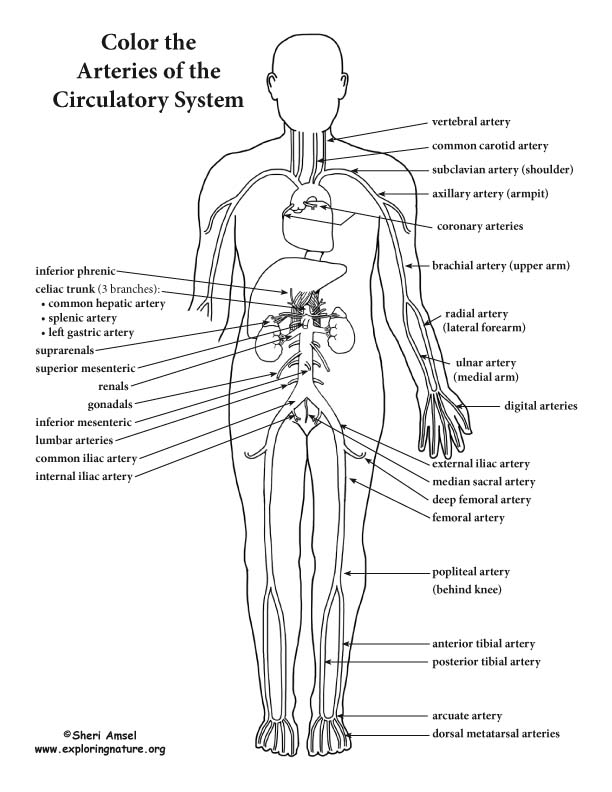 Blood vessels advanced coloring page