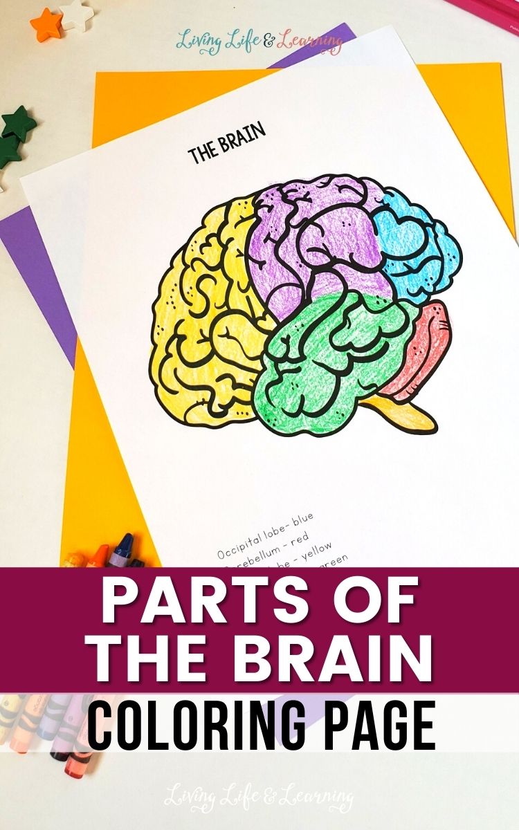 Parts of the brain coloring page