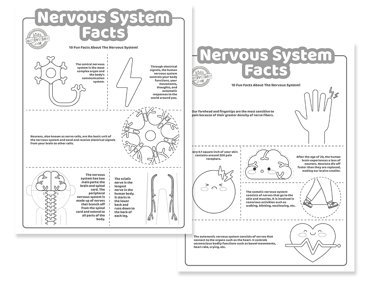 Neat facts about the nervous system facts kids activities blog