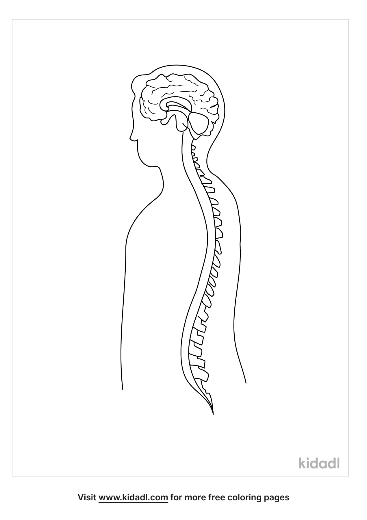 Free nervous system coloring page coloring page printables