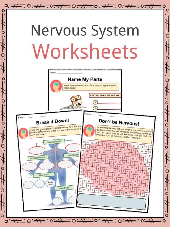 Nervous system facts worksheets for kids anatomy function illness