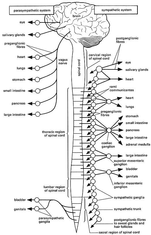 Download or print this amazing coloring page autonomic nervous system coloring page autonomic nervous system anatomy coloring book nervous system projects