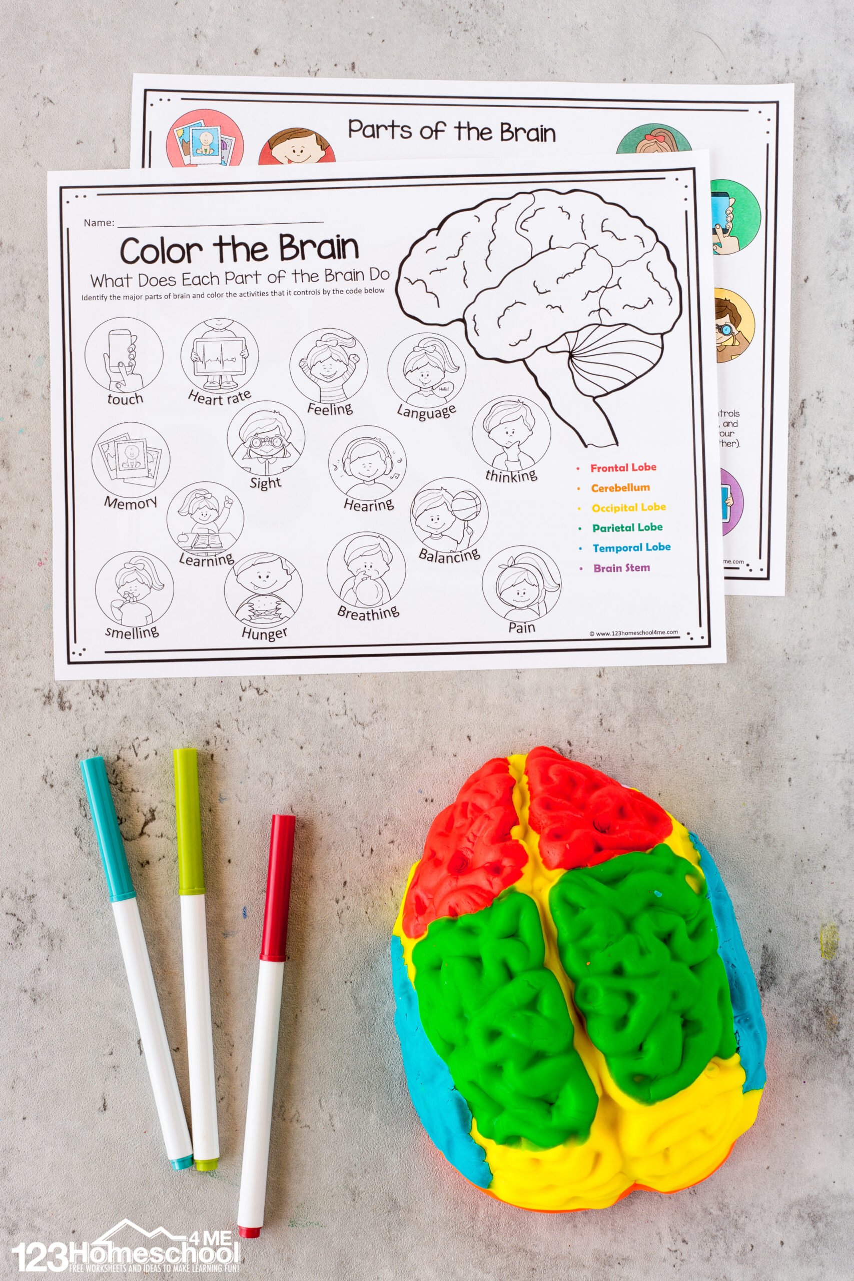 Parts of the brain activity for kids brain diagram and worksheets for kids